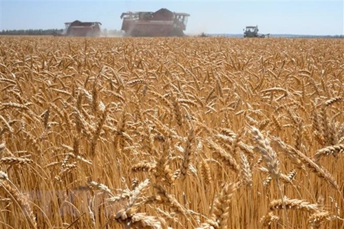 Xuất khẩu lúa mì từ Ấn Độ giúp hạ nhiệt tình trạng thiếu hụt toàn cầu