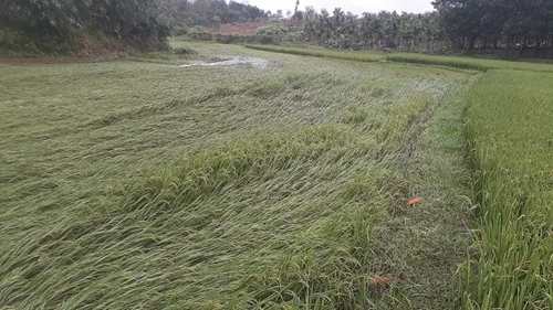 Mưa lớn khiến hơn 1 000 ha lúa bị ngập úng, sạt lở ta luy đường Hồ Chí Minh