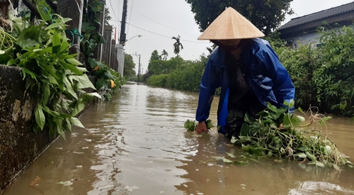 Tập trung phục hồi cây trồng ngập úng do mưa lũ