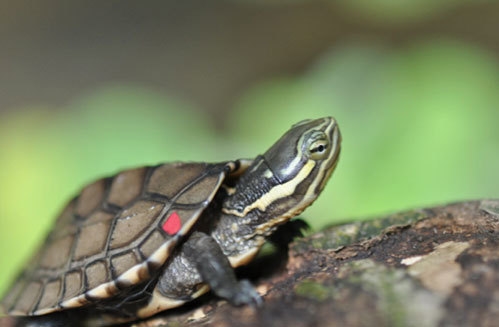 Truy tìm đối tượng trộm 2 cá thể rùa thuộc nhóm nguy cấp