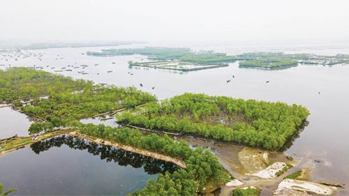 Planting semi-submerged forests Limitation of disasters and conservation of biodiversity