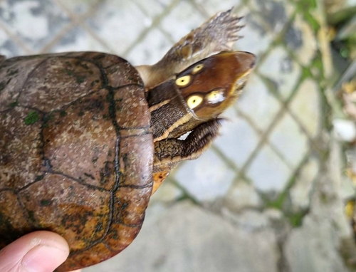 Tiếp nhận cá thể rùa bốn mắt quý hiếm