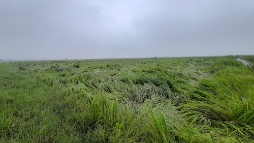 Gần 8 000 ha lúa ngã đổ do mưa