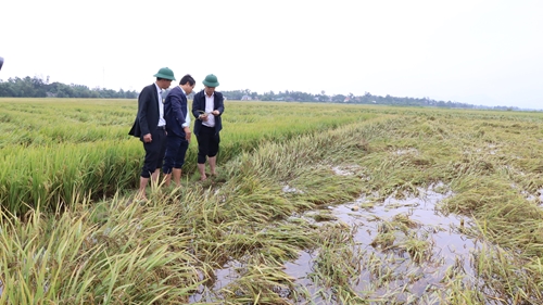 Phú Vang chỉ đạo tập trung lực lượng hỗ trợ nông dân cứu lúa