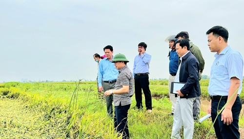 Hương Thủy Khẩn trương đấu úng để người dân thu hoạch lúa kịp thời