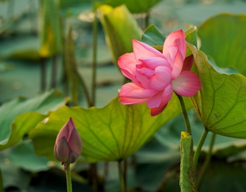 Brilliant lotus flowers in early summer