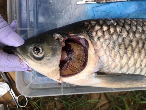 Cá trắm nuôi lồng ở Quảng Điền bị chết