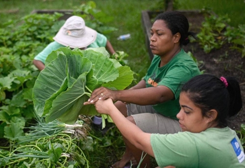 Vườn rau củ sạch cho người nghèo ở Brazil
