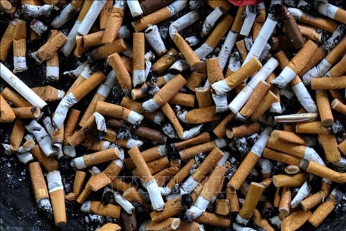 WHO lưu ý tác động môi trường “nghiêm trọng” từ thuốc lá