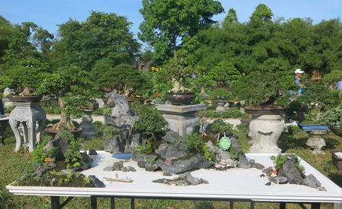 More than 950 bonsai, orchids and ornamental stone works displayed