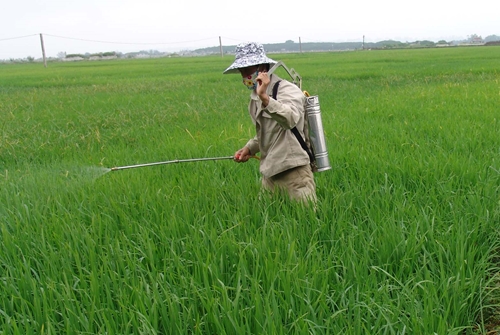 Hàng ngàn ha lúa bị sâu bệnh gây hại nặng