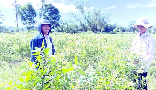 Phát triển cây tràm gió ở Hương Trà