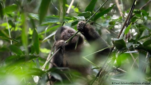 Đợt bùng phát bệnh đậu mùa khỉ hiện nay không liên quan đến loài khỉ