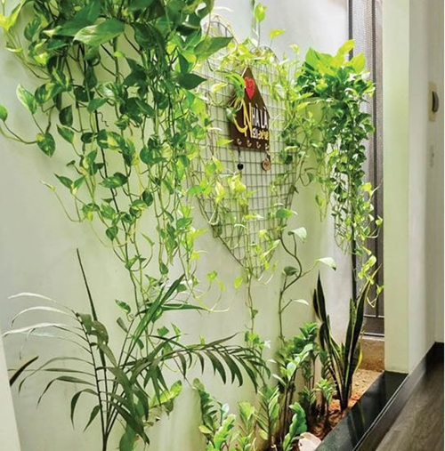 Bringing green plants into the house