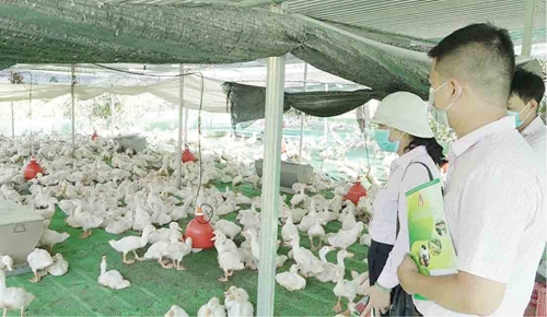 Hội Nông dân Phú Lộc với nông sản an toàn