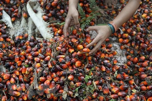 Indonesia gia hạn miễn thuế xuất khẩu dầu cọ đến hết tháng 10