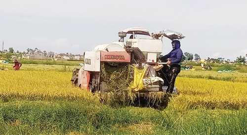 Quảng Điền Đẩy nhanh thu hoạch lúa hè thu nhằm tránh thiệt hại