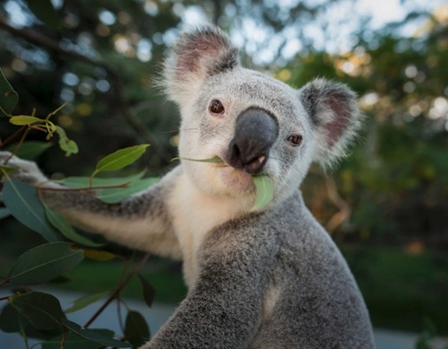 Australia dành ít nhất 30 diện tích đất để bảo tồn các loài có nguy cơ tuyệt chủng