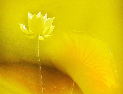 Lotus flowers in the autumn in the Citadel of Hue