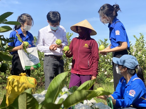 Hỗ trợ 300 triệu đồng cho bà con trồng ổi VietGAP Hương Xuân