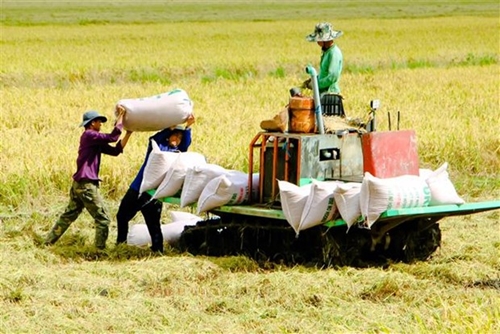 Thị trường nông sản tuần qua Giá gạo xuất khẩu của Việt Nam tăng