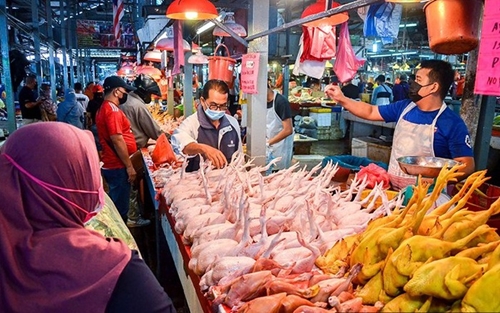 Malaysia sẽ dỡ bỏ lệnh cấm xuất khẩu gà sống từ ngày 11 10