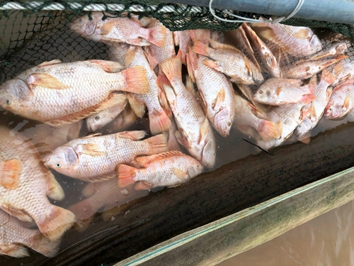 Một lượng lớn cá diêu hồng trên sông Bồ chết do sốc nước