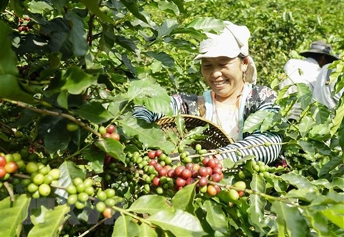 Nhiều dư địa để xuất khẩu cà phê sang thị trường Tây Ban Nha