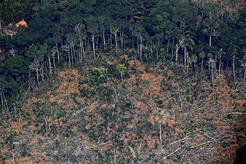 Tòa án tối cao Brazil yêu cầu kích hoạt lại Quỹ Amazon