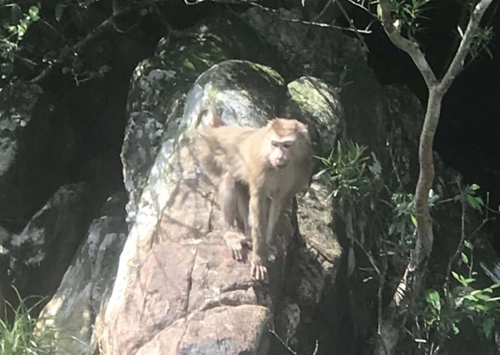 A rare and precious pig-tailed macaque released back to the forest