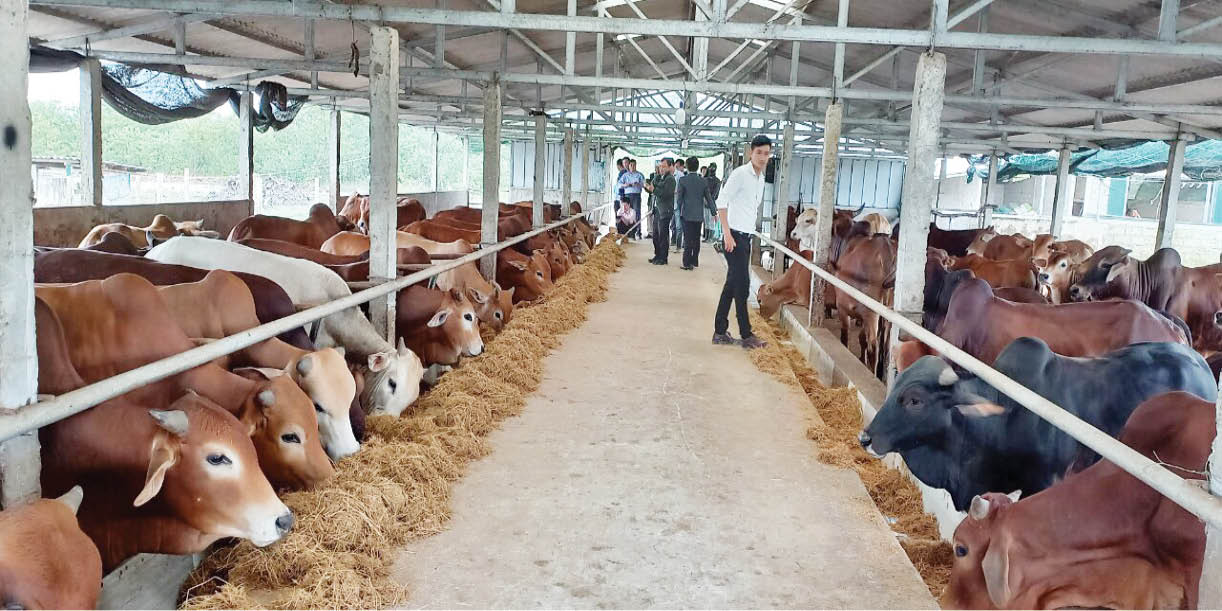 Tân Trụ Trung tâm dịch vụ nông nghiệp hội thảo mô hình vỗ béo bò thịt   Đài Phát thanh và Truyền hình Long An