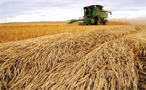 Khi nhu cầu tiêu thụ lúa mì ngày càng tăng, châu Á lo ngại về an ninh lương thực