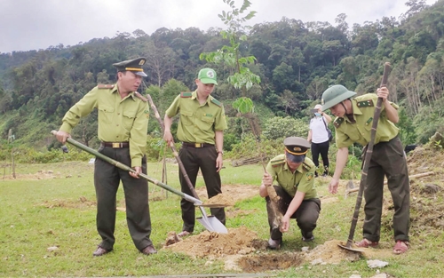 Để đảm bảo mục tiêu trồng rừng thay thế