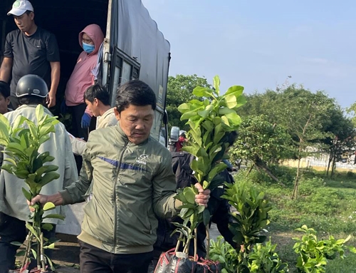 Hỗ trợ nông dân xã Quảng Phú 1 000 cây bưởi da xanh