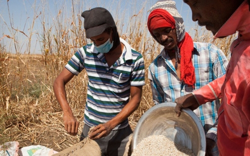 FAO Giá lương thực thế giới tăng 14,3 vào năm 2022