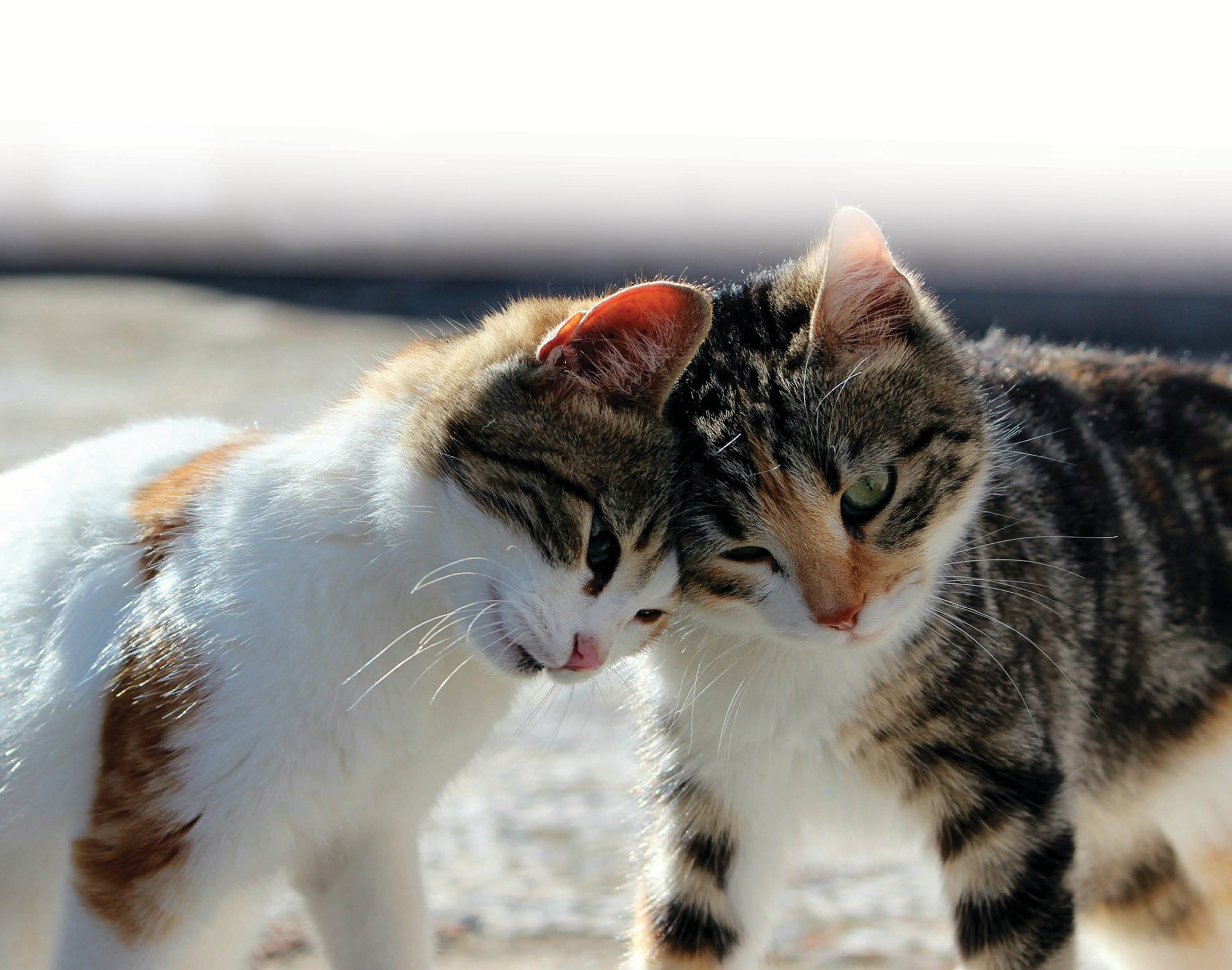 Nền Con Mèo Con Màu Xám Khóc Lông Thiên Nhiên Bị Cô Lập Hình Chụp Và Hình  ảnh Để Tải Về Miễn Phí - Pngtree