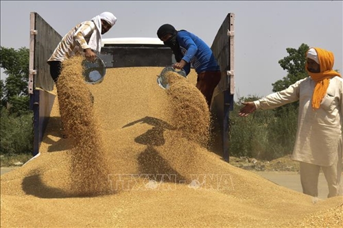 Ấn Độ cân nhắc gia hạn lệnh cấm xuất khẩu lúa mỳ