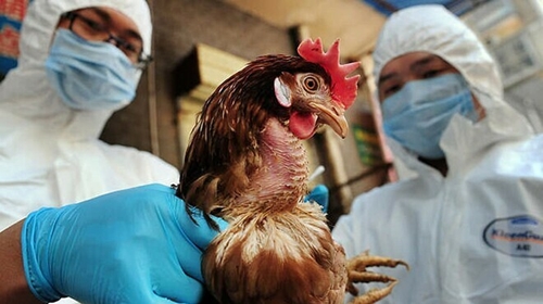 WHO Cần chuẩn bị, dù nguy cơ đối với con người từ cúm H5N1 vẫn còn thấp