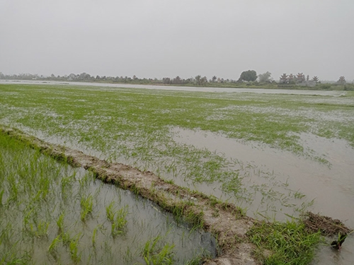 Tiêu úng cứu hơn 4 500 ha lúa bị ngập