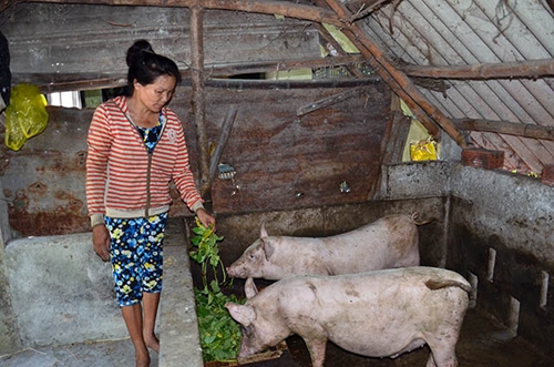 Đào tạo kiến thức chăn nuôi lợn cho người mù và khuyết tật