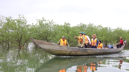 Bí thư Huyện ủy Phú Vang kiểm tra rừng ngập mặn tại xã Phú Diên